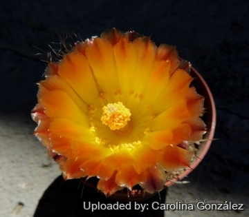 Austrocactus patagonicus