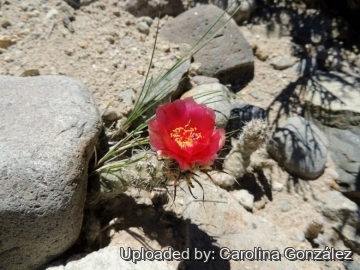 Pterocactus fischeri