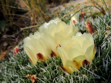 Maihuenia poeppigii