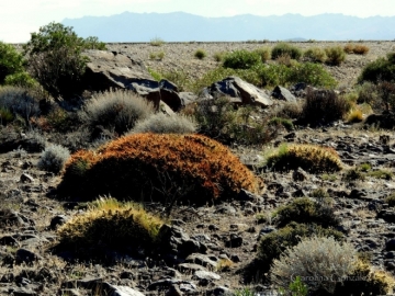 Maihuenia patagonica
