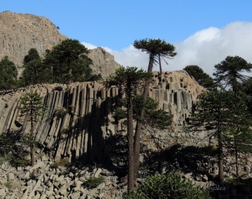 Araucaria araucana