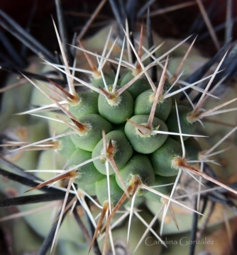 Tephrocactus halophilus