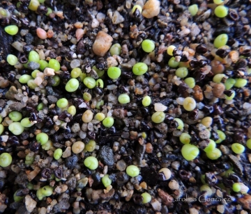 Astrophytum asterias cv. Superkabuto