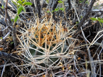 Pyrrhocactus catamarcensis