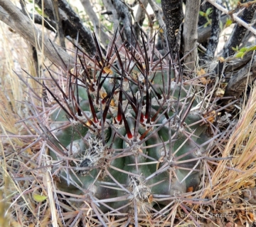 Pyrrhocactus catamarcensis