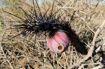 Cereus aethiops