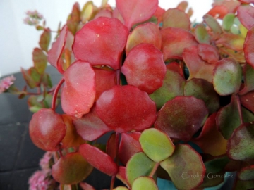 Sedum sieboldii
