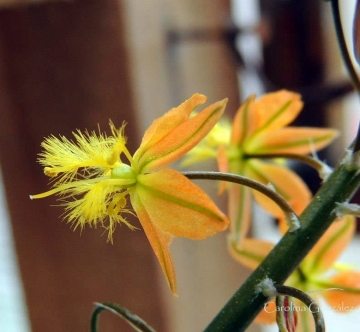 Bulbine frutescens