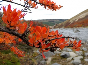 Nothofagus antarctica