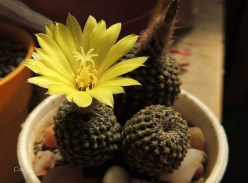 Frailea buenekeri
