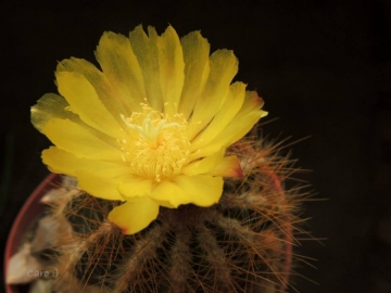Parodia warasii