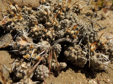 Pterocactus australis
