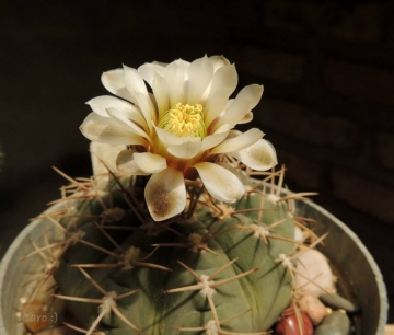 Gymnocalycium castellanosii