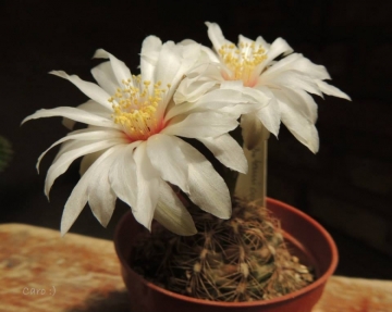Gymnocalycium mesopotamicum