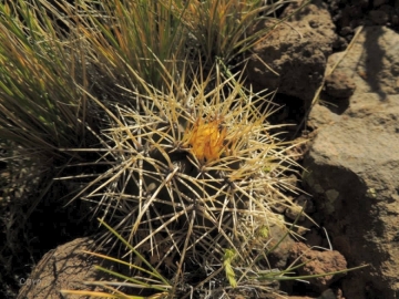 Austrocactus longicarpus