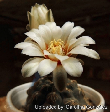 Gymnocalycium quehlianum