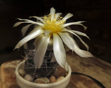 Gymnocalycium hamatum
