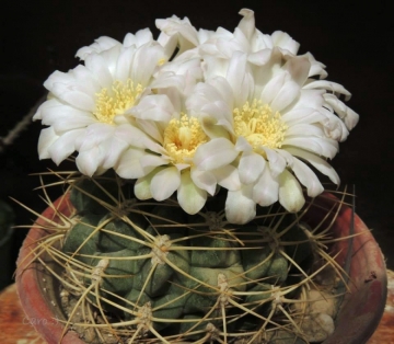 Gymnocalycium monvillei