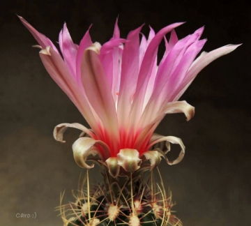 Thelocactus bicolor