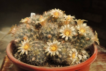 Mammillaria prolifera