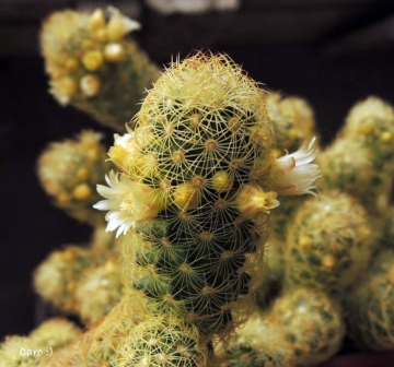 Mammillaria elongata