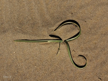 Rhodophiala mendocina