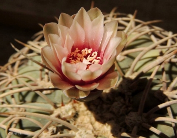 Gymnocalycium spegazzinii
