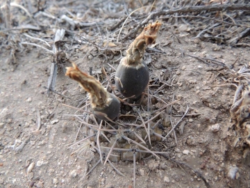 Gymnocalycium gibbosum