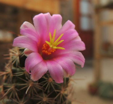 Mammillaria mazatlanensis var. monocentra