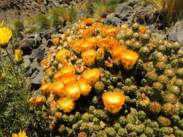 Maihueniopsis darwinii