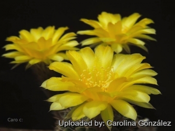 Echinopsis aurea