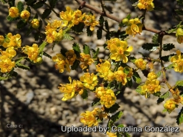 Larrea nitida