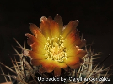 Pyrrhocactus catamarcensis