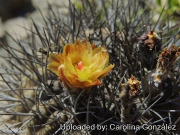 Eriosyce heinrichiana