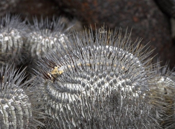 Copiapoa dealbata f. cristata