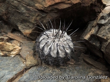 Copiapoa dealbata