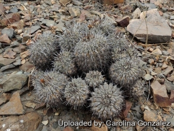 Copiapoa fiedleriana