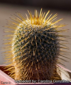 Mammillaria dixanthocentron