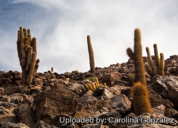 Oreocereus leucotrichus