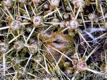 Maihuenia patagonica f. cristata