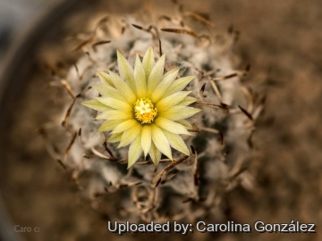 Turbinicarpus schmiedickeanus subs. flaviflorus