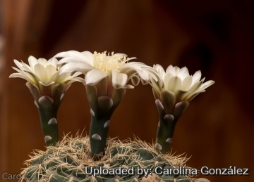 Gymnocalycium taningaense