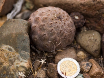 Pterocactus neuquensis