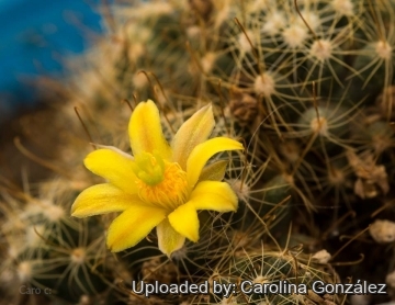 Mammillaria surculosa