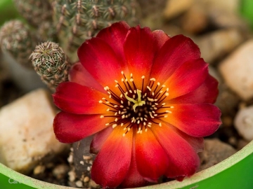 Sulcorebutia callecallensis
