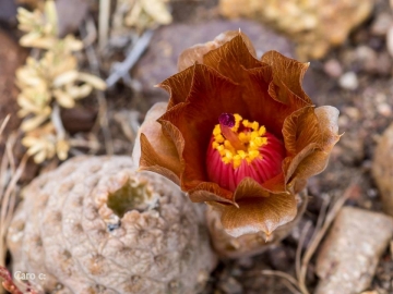 Pterocactus neuquensis