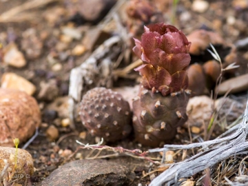 Pterocactus neuquensis
