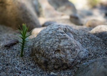 Araucaria araucana