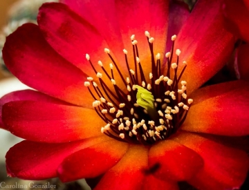Sulcorebutia callecallensis