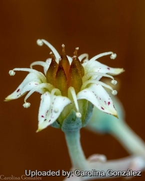 Graptopetalum paraguayense